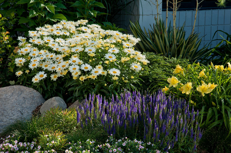 Perennial Garden outside of a home with blossoming flowers featuring the colors of purple, yellow and white.