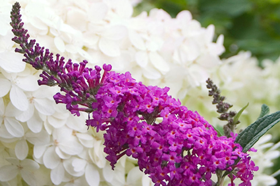 Close up of shrub featuring purple and white flowers.