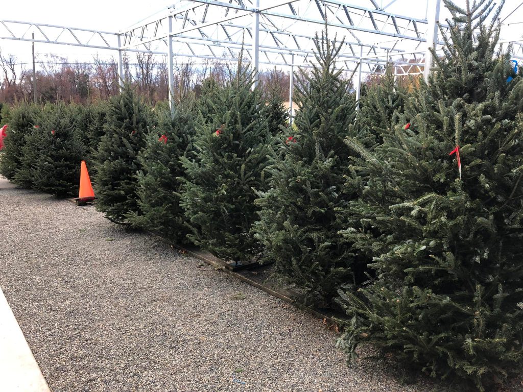 line of Christmas trees for sale