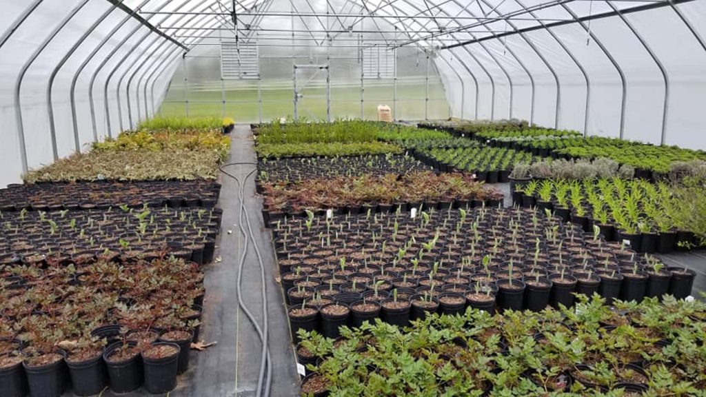 Flowers in the process of growing in a greenhouse.